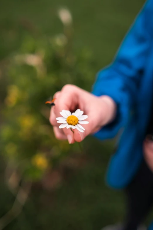 a small white flower in someone's hand