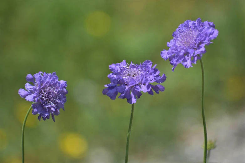 some very pretty flowers in some pretty blue flowers