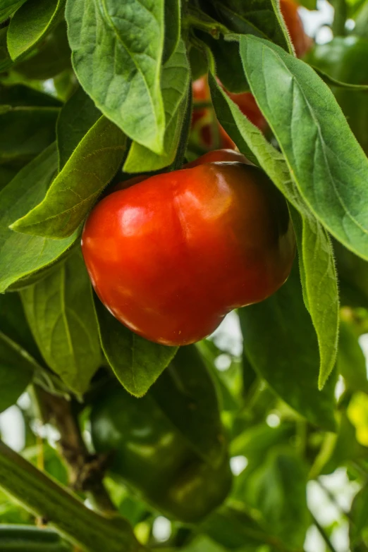 a fruit growing on a tree with leaves