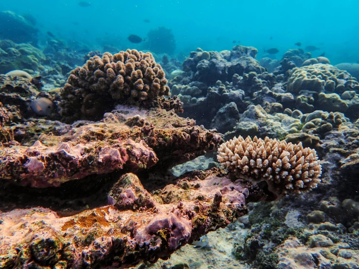 two corals are shown on the bottom of a shallow waterbed