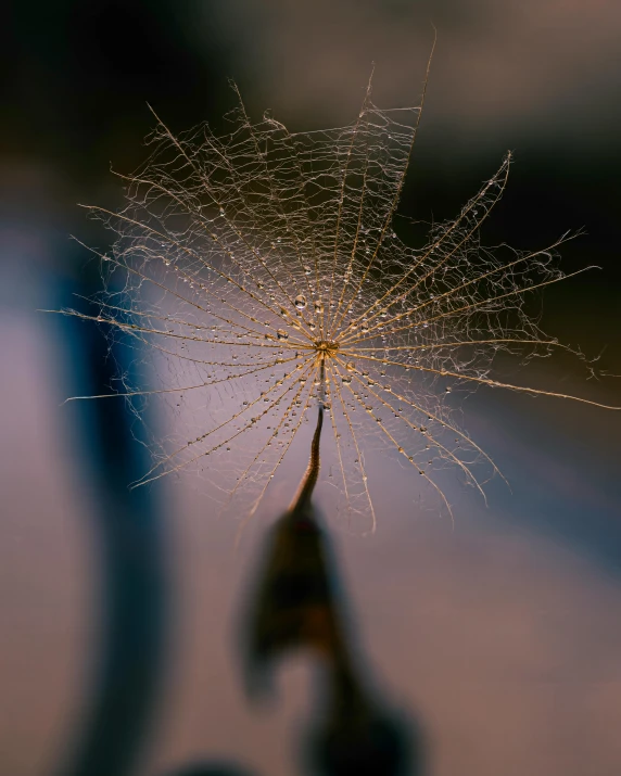 a dandelion, taken in the reflection of another person