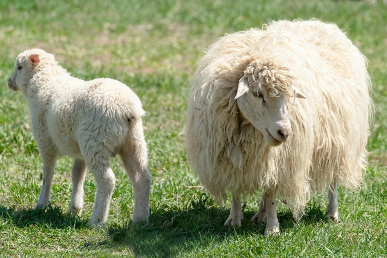 two young sheep stand in a field of grass