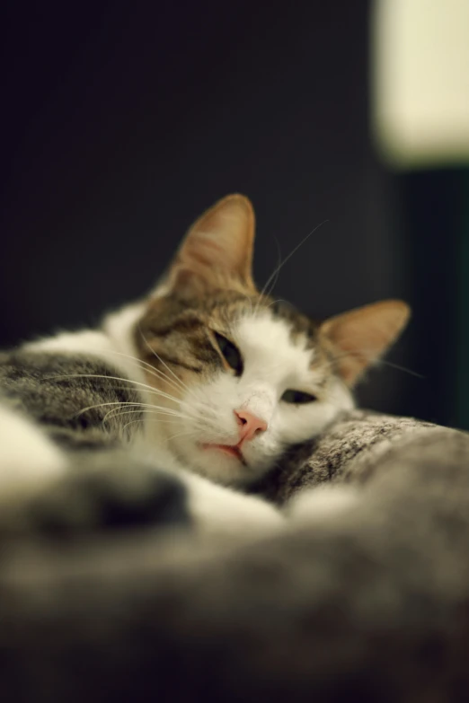 the cat is taking a nap on the couch