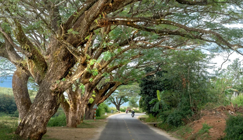 the road is lined with lots of trees