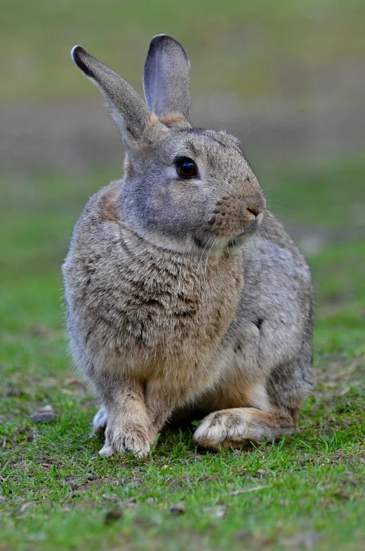 a gray rabbit sitting in the grass