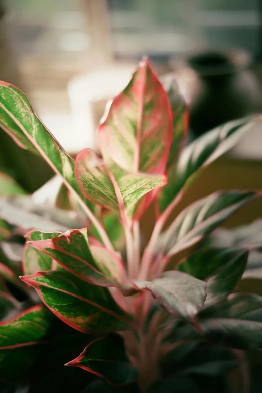 the plant is in full bloom and is red