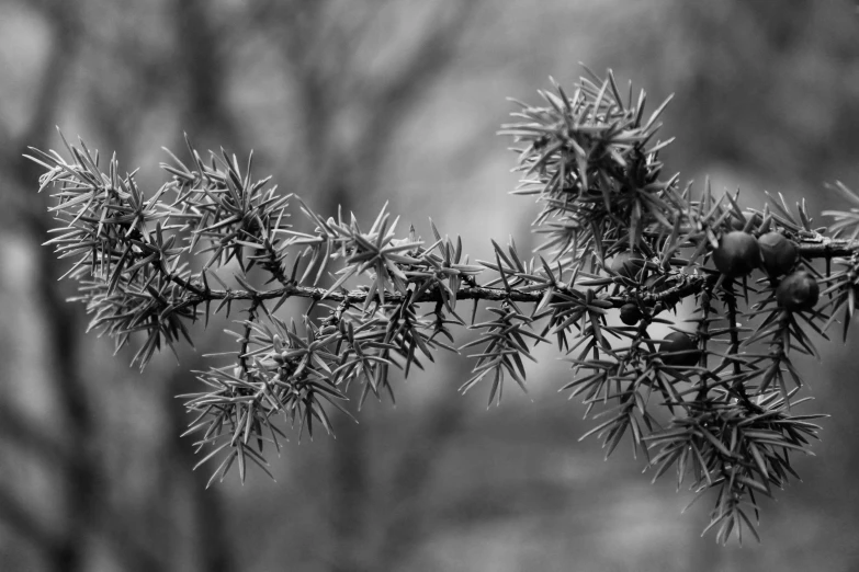 black and white po of tree nches with leaves