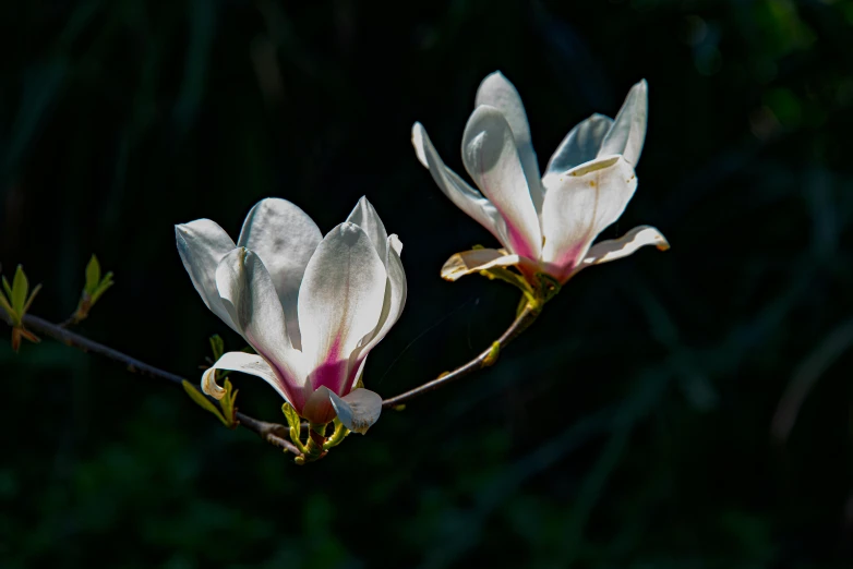 two white flowers sit on a tree nch