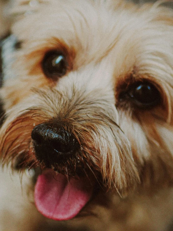 a dog with its tongue out looks up