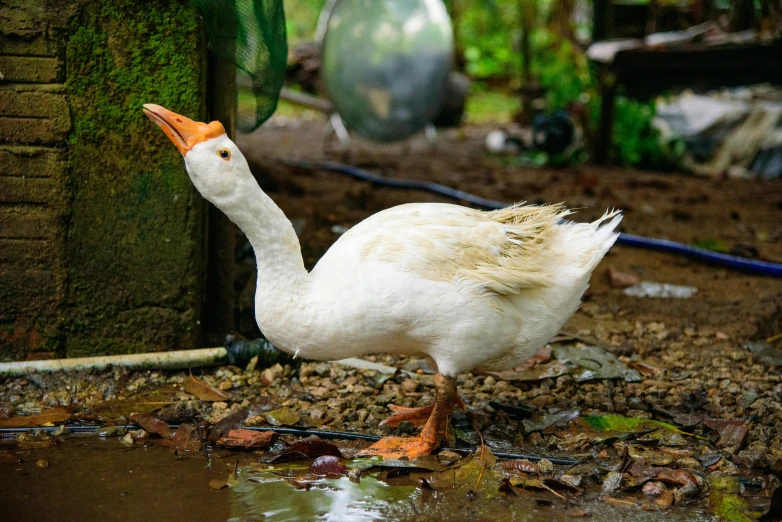 a duck that is standing in the dirt