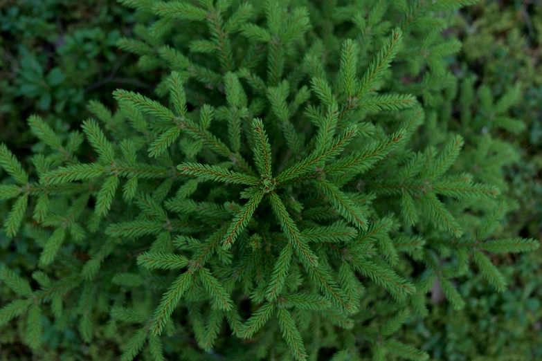 a green plant that has some green leaves on it