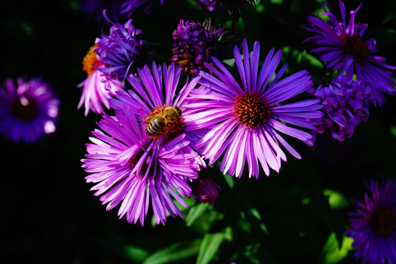 a bunch of purple flowers are arranged in the middle of a po