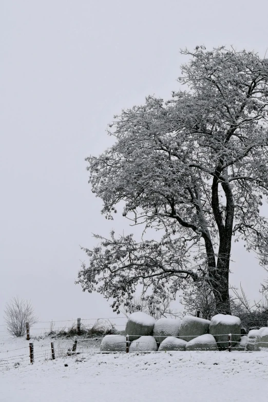 a lonely bench under a large snow covered tree