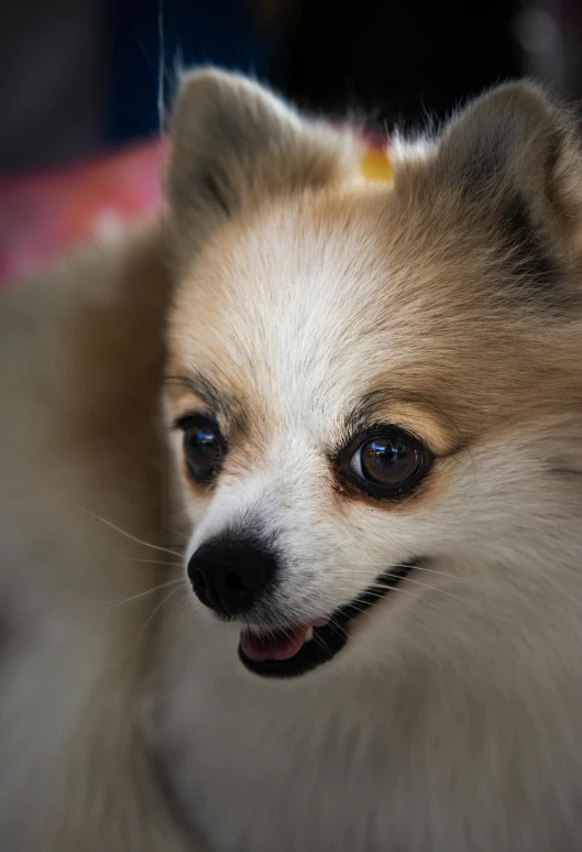 a little brown dog with a black nose and headband