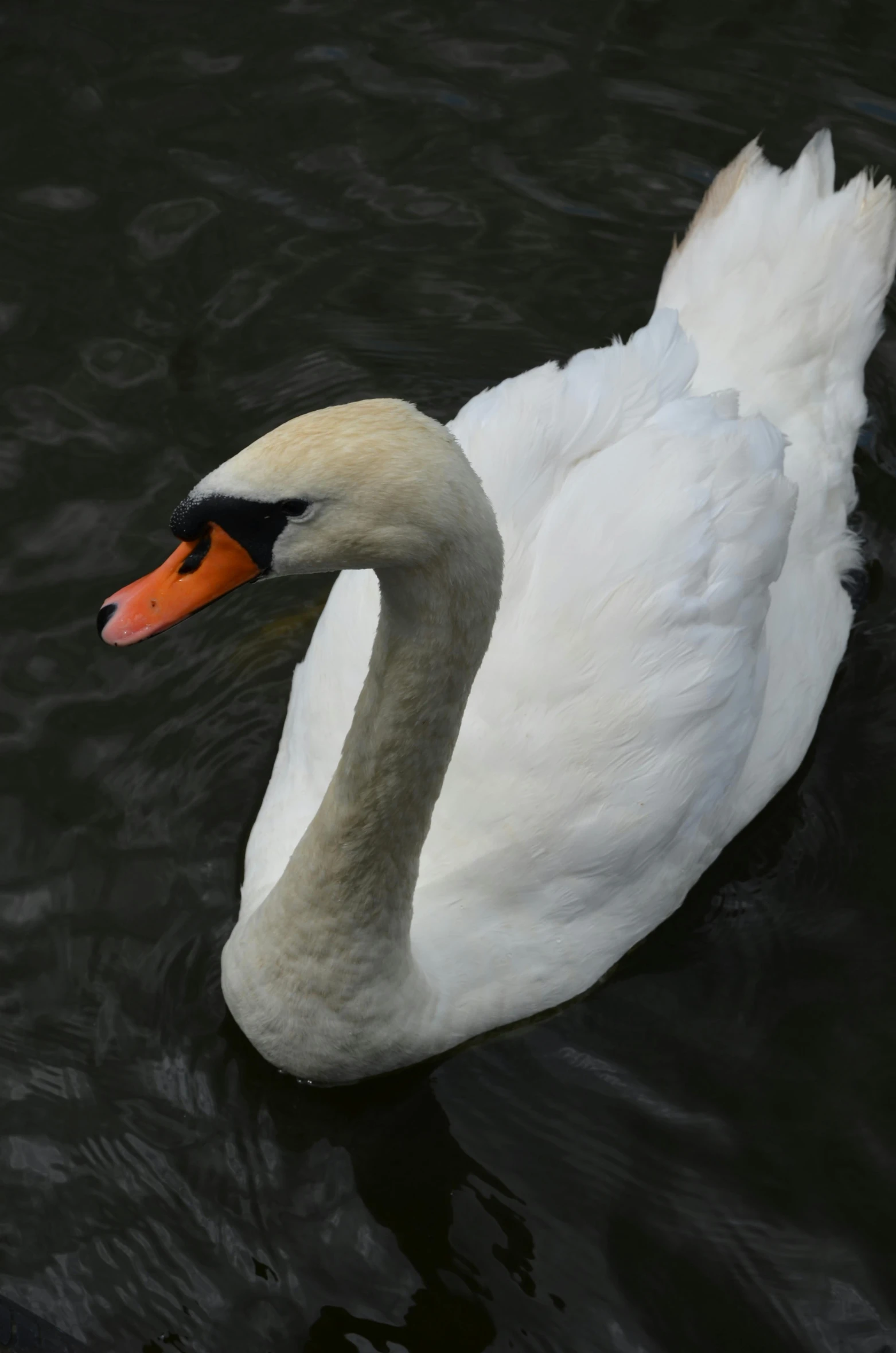 a duck with an orange beak floats on the water