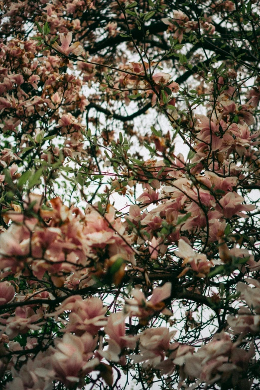 a pink flowering tree with a lot of small pink flowers