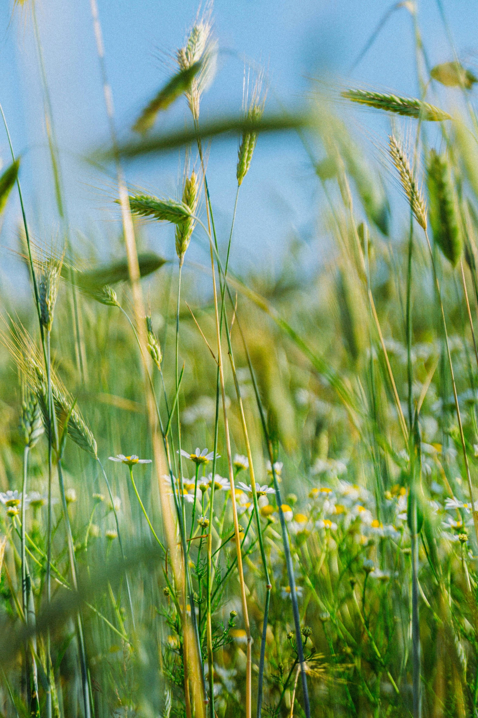 long - eared owl hiding in tall grasses