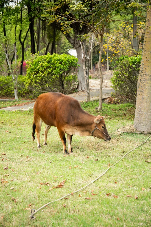 there is a cow that is standing in the grass