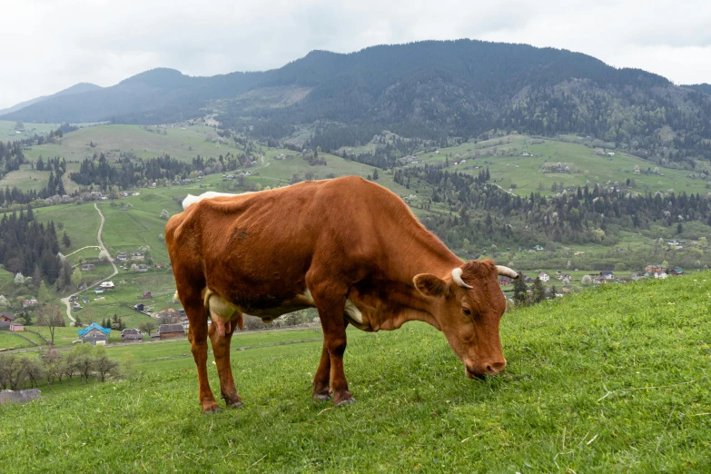 a brown and white cow is eating grass in front of a mountain