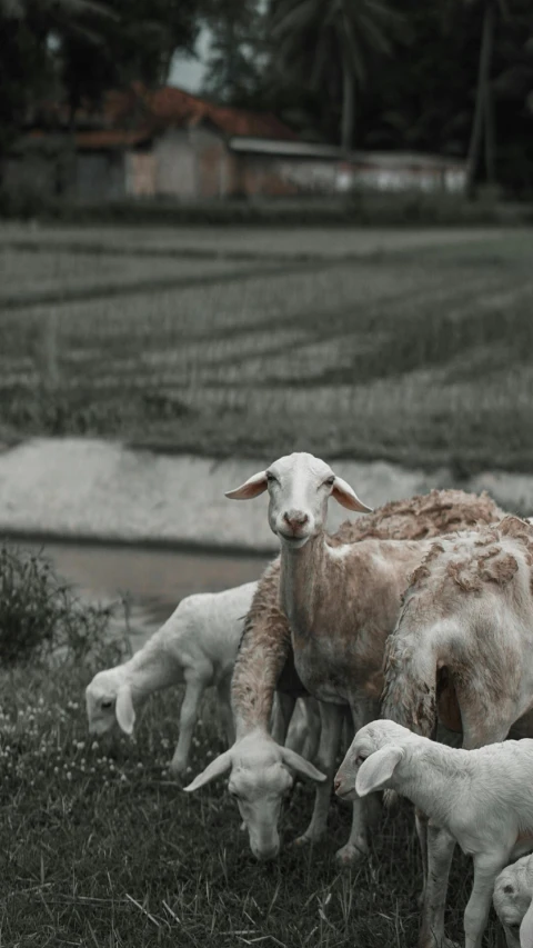 a herd of goats stand together on grass