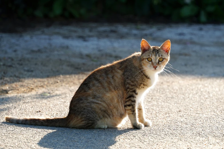 a cat sitting on a dirt road in the daytime