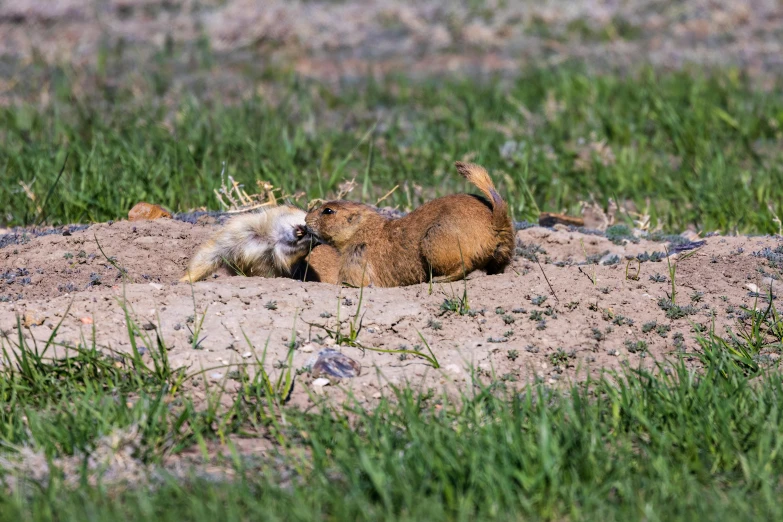 a brown dog laying on top of a lush green field