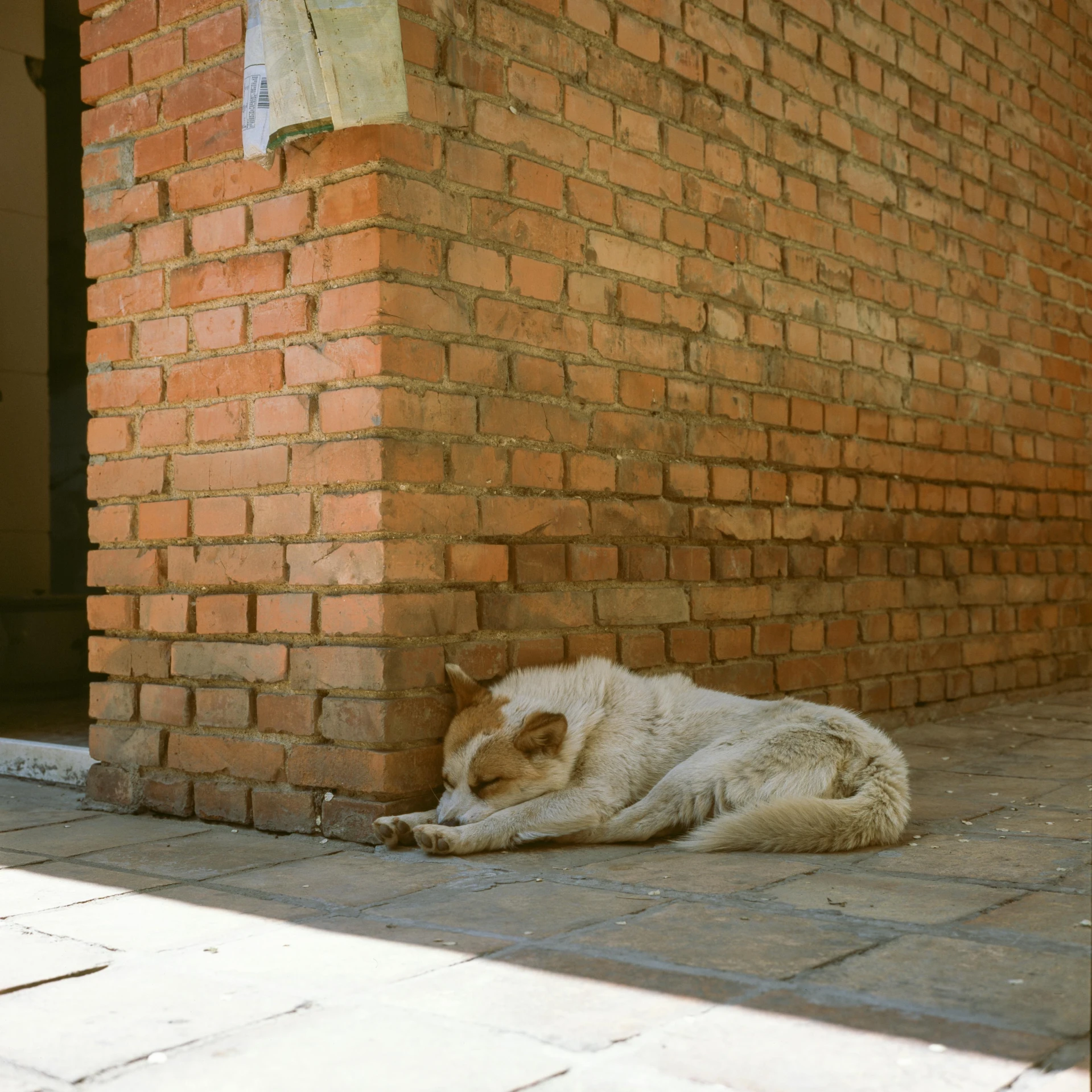 a dog lays on the ground next to a brick building