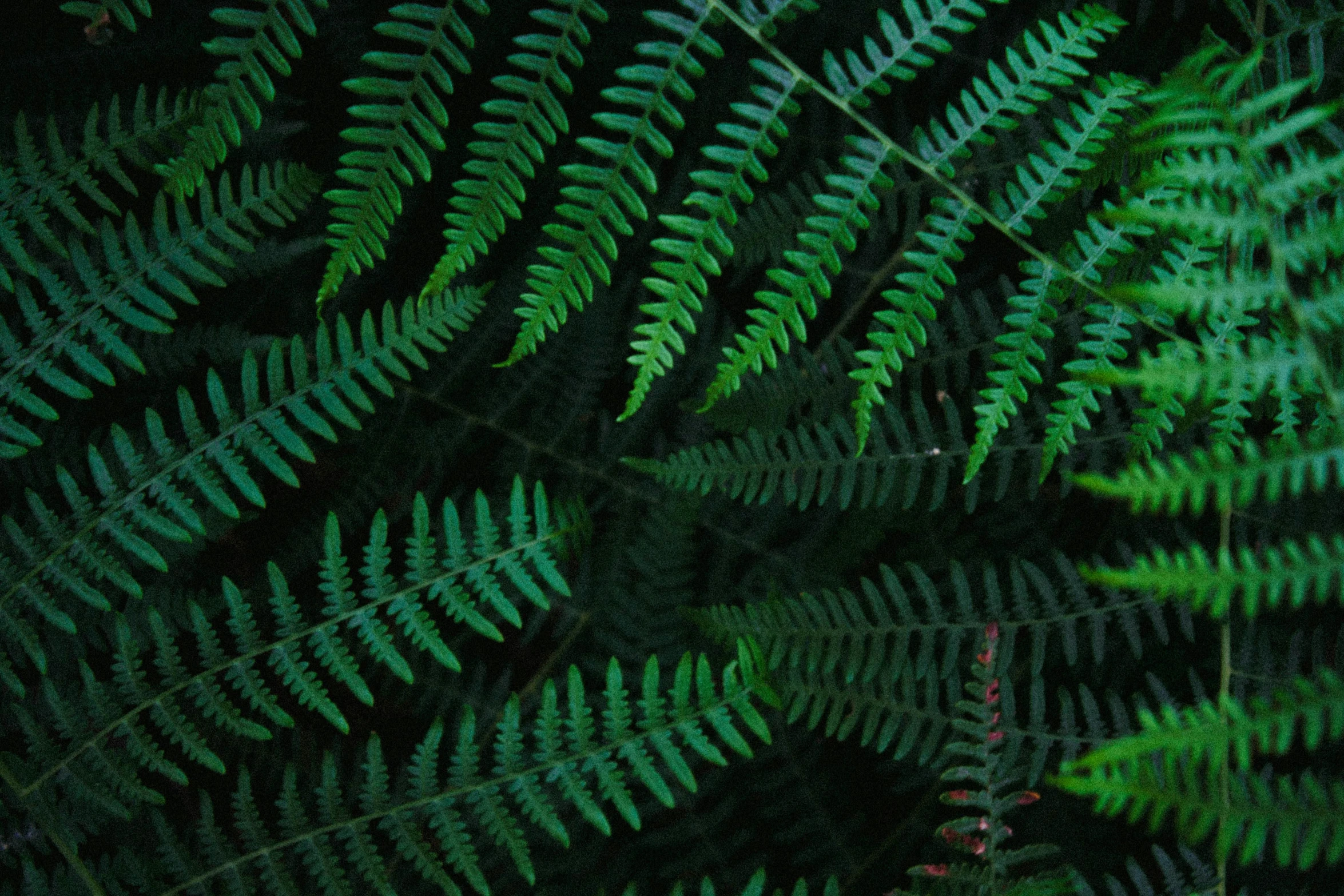 closeup of green fern leaves with dark background