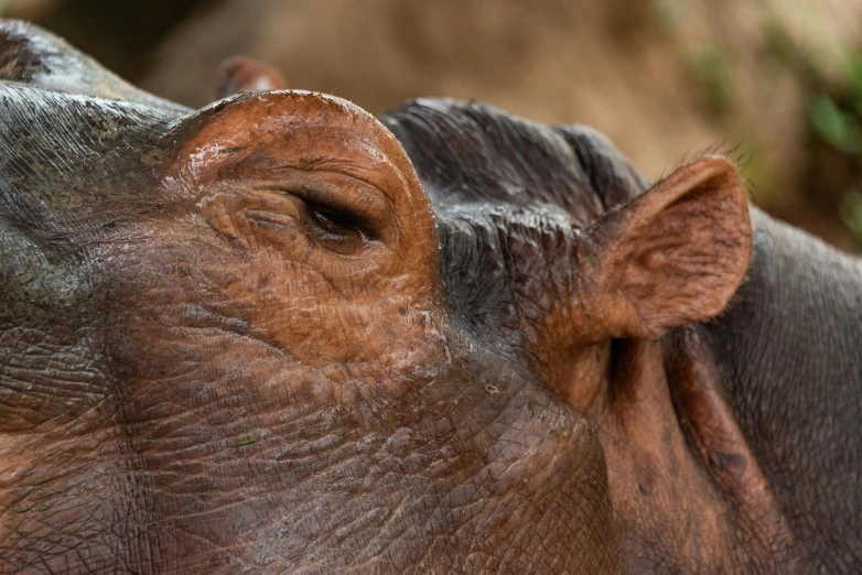 closeup of the upper part of an elephant's face