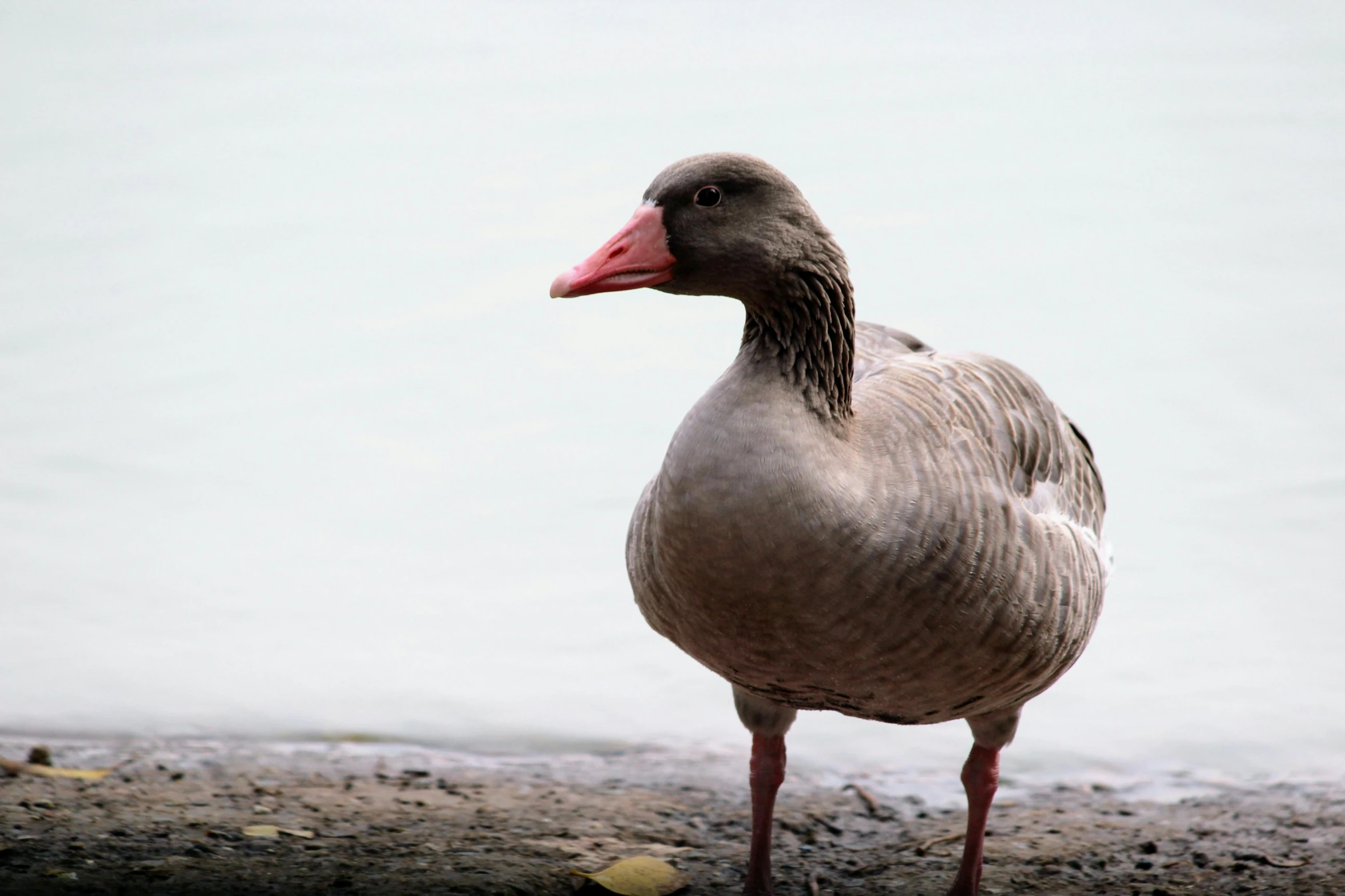 a bird with red beak standing on a rocky shore