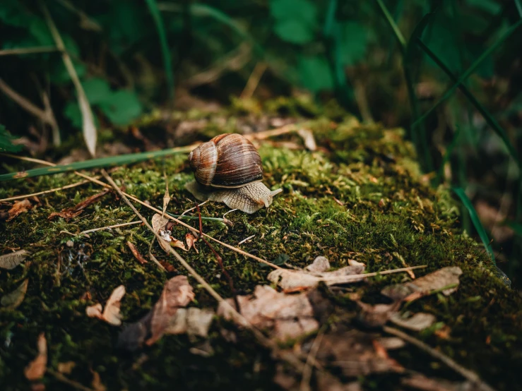 a little snail is walking on some moss