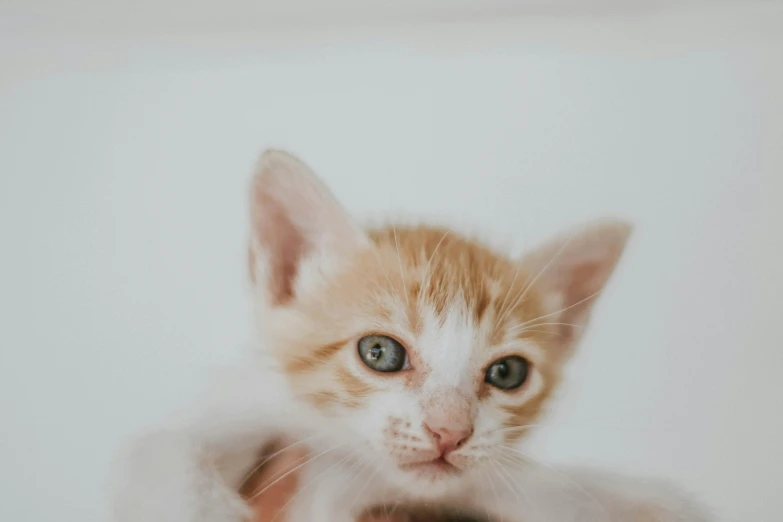 a small kitten standing in the middle of a persons hand