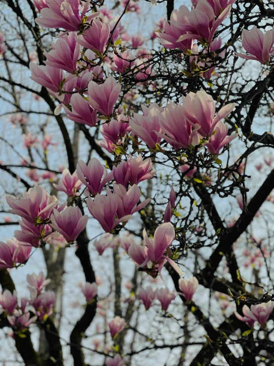 pink flowers on a tree in front of blue sky