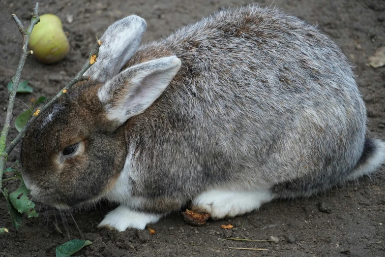 a rabbit that is laying in the dirt