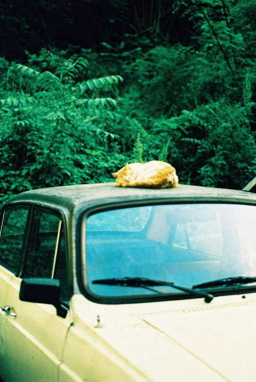 a cat is sitting on top of the car