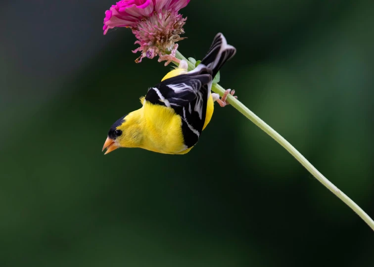 the small bird is perched on a long stalk