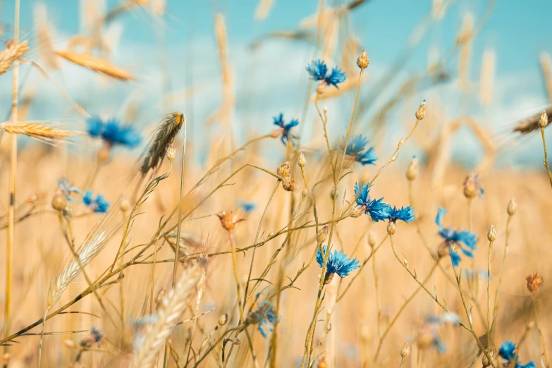 a bunch of blue flowers that are standing in some grass