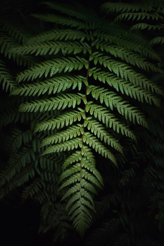 large green fern leaves towering above a forest