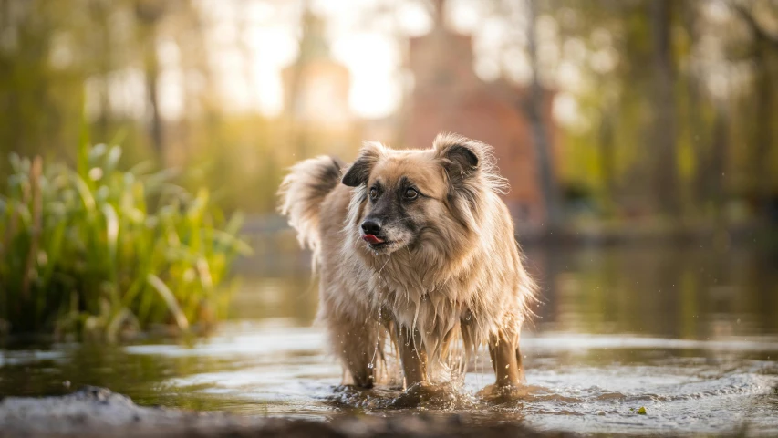 a dog with a very large ear standing in a swamp