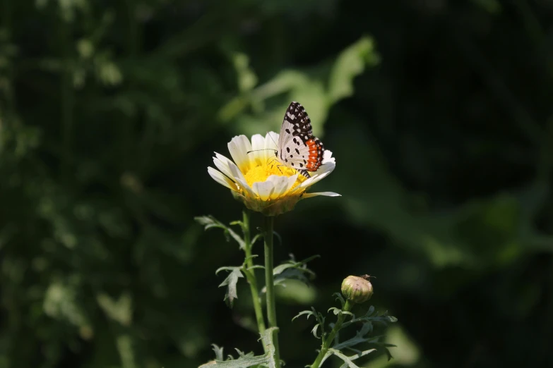 erfly flying over large, white flower surrounded by greenery