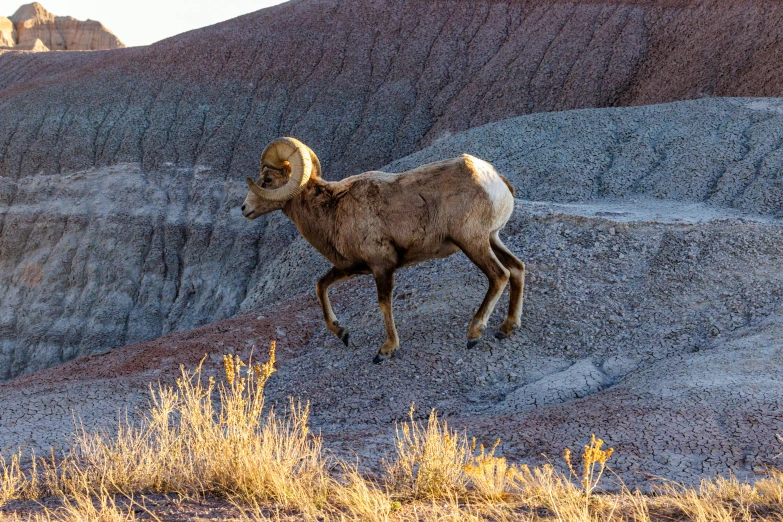 a goat in an arid desert area runs toward a camera