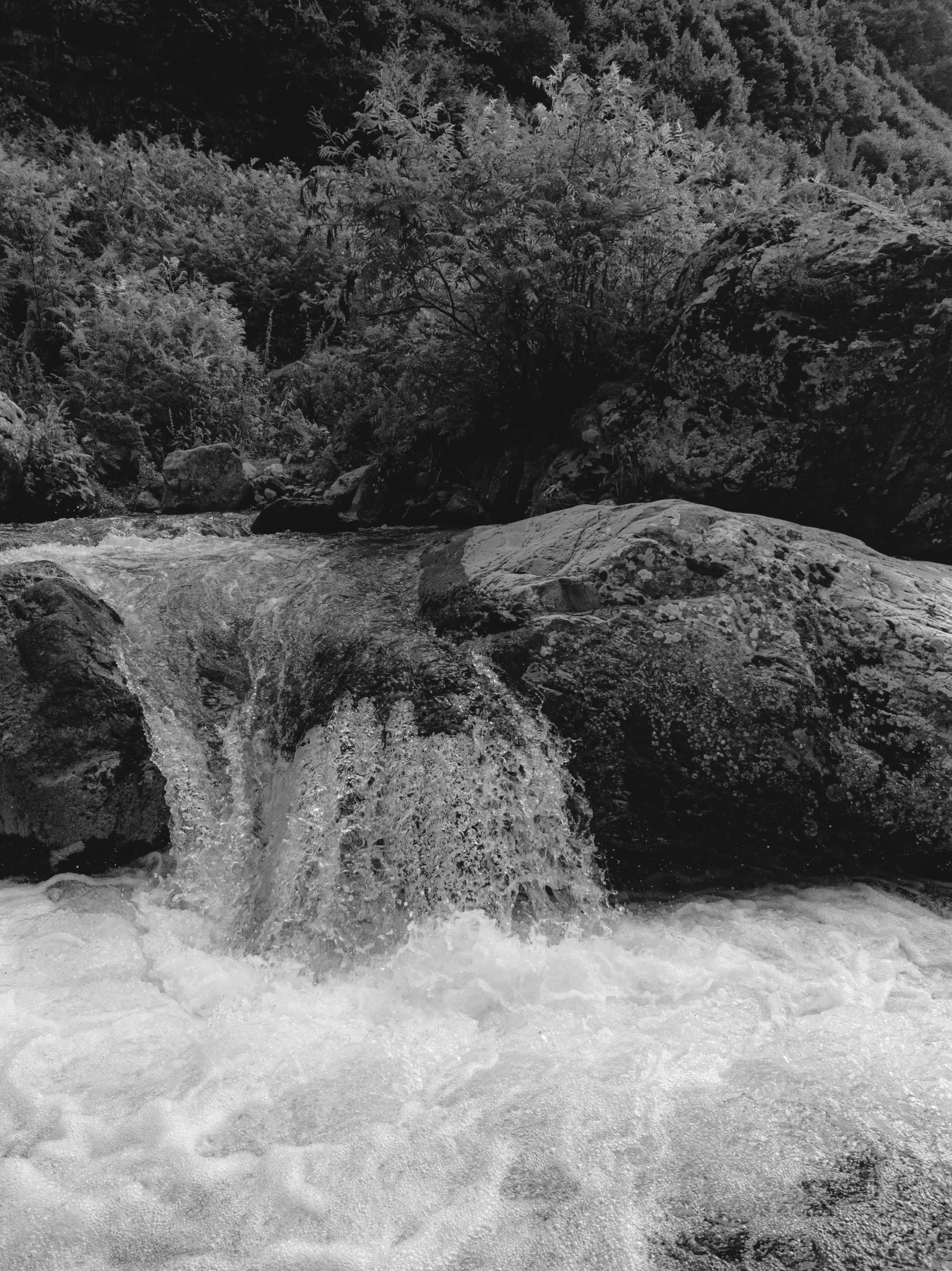 a close up of water and trees on a rocky slope