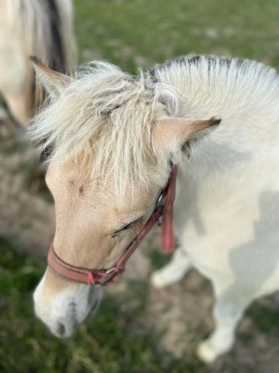 a small white horse standing on top of a green field