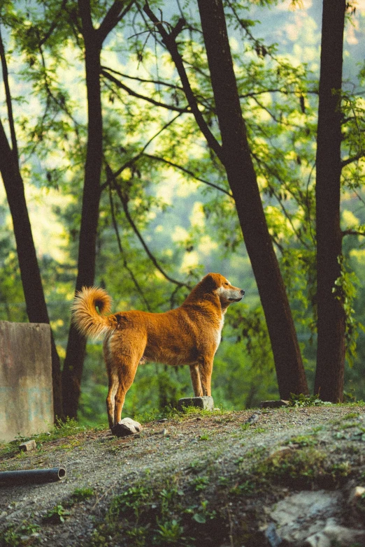 a brown dog standing on top of a lush green forest