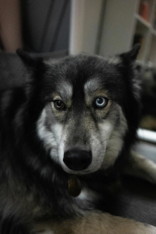 a close up of a gray dog laying down