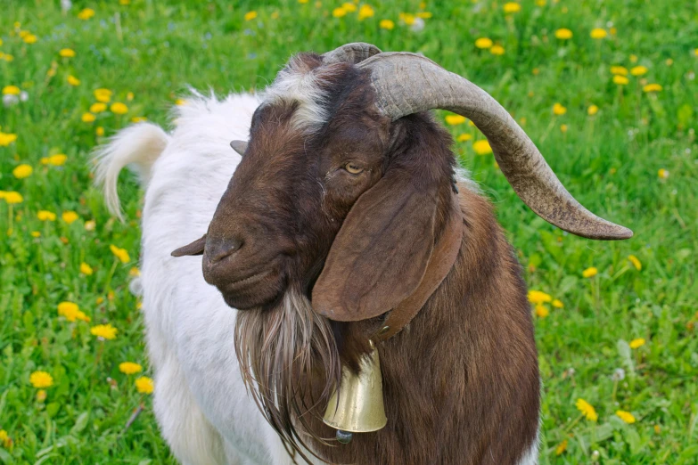 an animal with a bell on his head