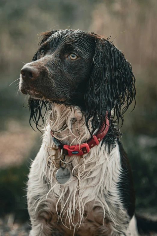 a wet black and white dog sitting down