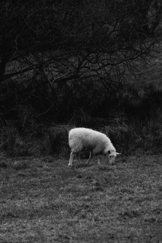 a black and white image of a sheep grazing