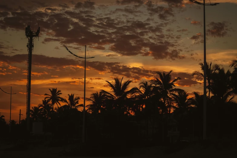 a po taken in the sunset of a palm tree lined street