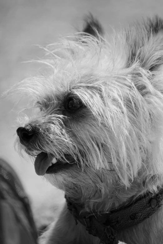 black and white image of small dog in collar